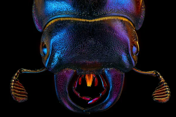 Ευρωπαϊκό Ρινόκερος bug πορτρέτο — Φωτογραφία Αρχείου