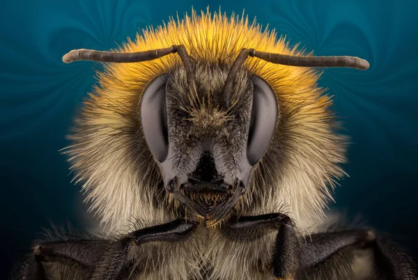 Retrato de abelha extra afiada — Fotografia de Stock