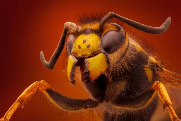 Retrato de vespa extra afiada — Fotografia de Stock