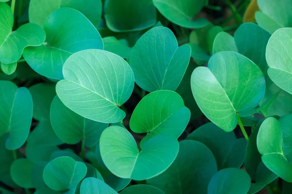 Green oval leaves background — Stock Photo, Image