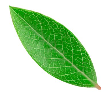 Yaban mersini yaprak izole