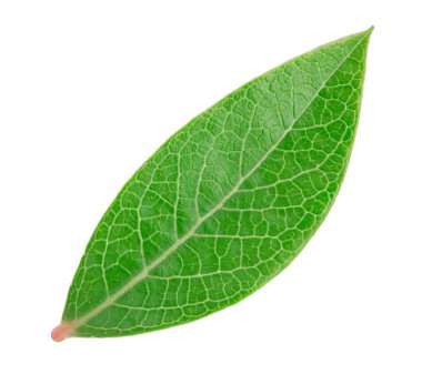 Yaban mersini yaprak izole