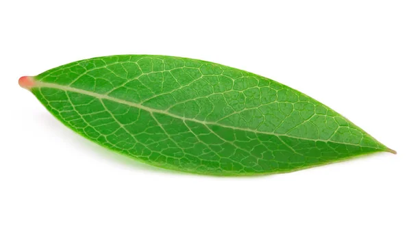 Blueberry leaf isolated — Stock Photo, Image