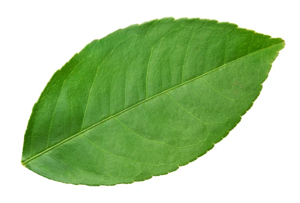 turuncu yaprak izole