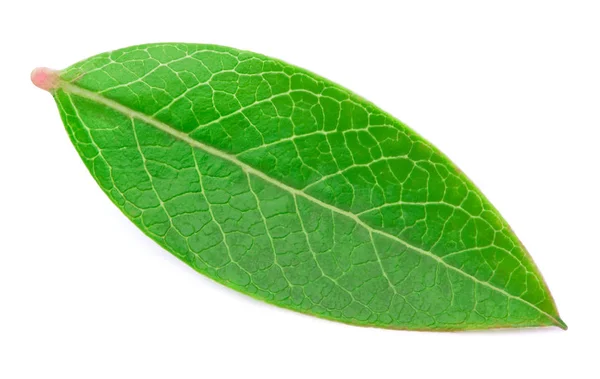 Hoja de arándano aislada — Foto de Stock