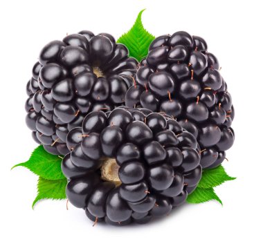 Olgun böğürtlen izole