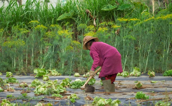 Chudák starý farmář Asijské žena pracující — Stock fotografie