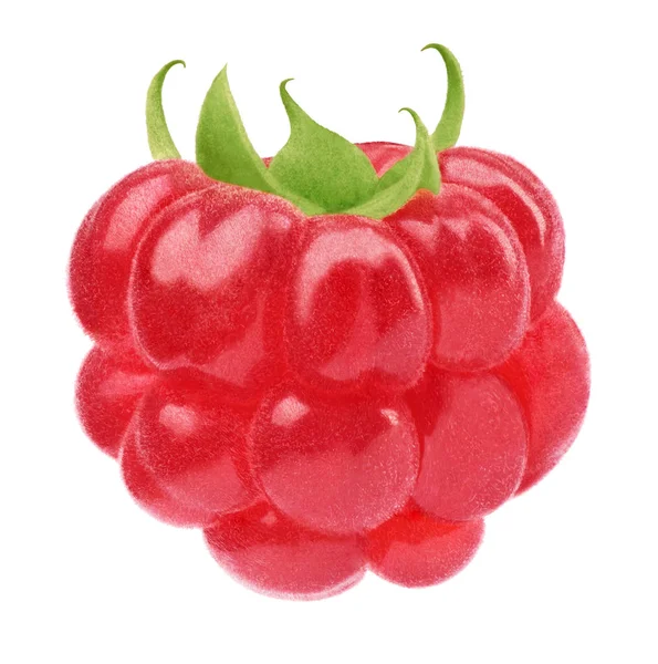 Ripe raspberry isolated — Stock Photo, Image
