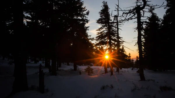 Sonnenuntergang in den Bäumen — Stockfoto