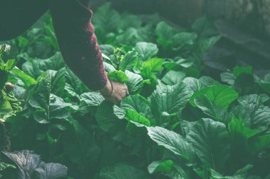 women picking fresh salad from vegetable garden