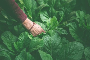 women picking fresh salad from vegetable garden