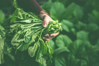 women picking fresh salad from vegetable garden