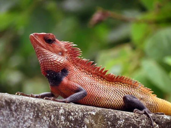 Indian Oriental Garden Lizard