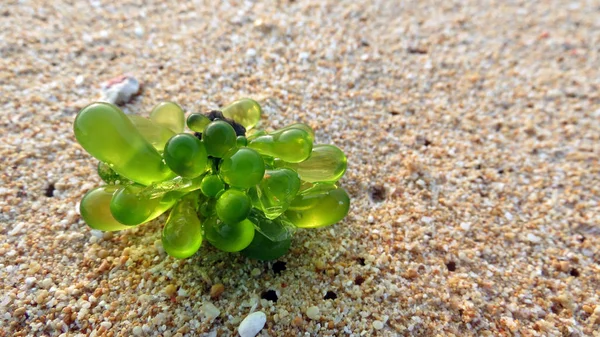Boergesenia forbesii kum üzerinde.