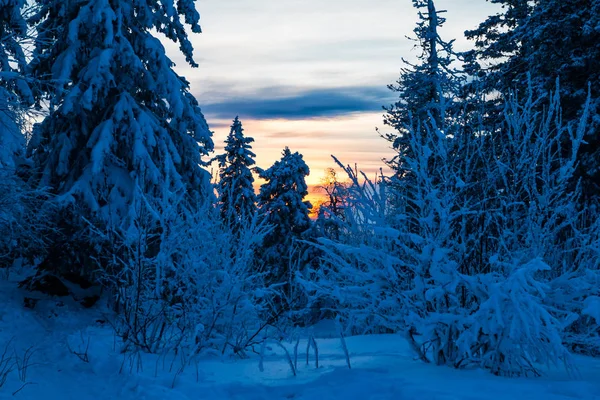 Winterbos Bedekt Met Sneeuw Bij Zonsondergang — Stockfoto