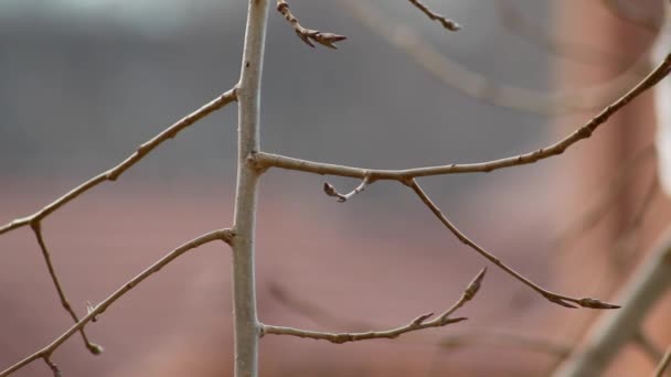 Rami di un albero su uno sfondo del camino — Video Stock