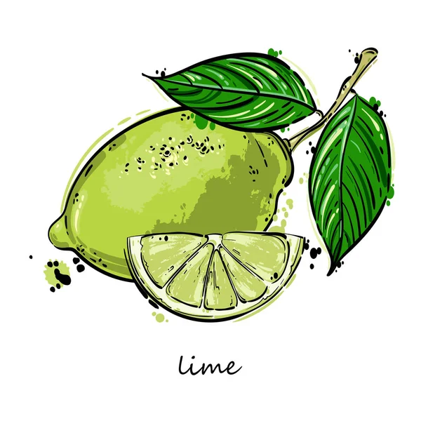 Abstrakcja ilustracja wektorowa limonki. — Wektor stockowy