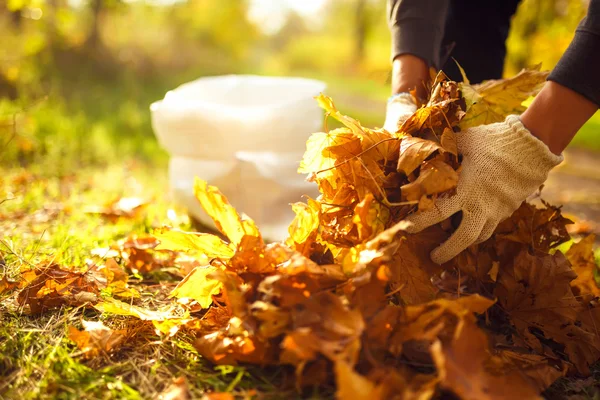 genç çocuk düşen yapraklar temizler