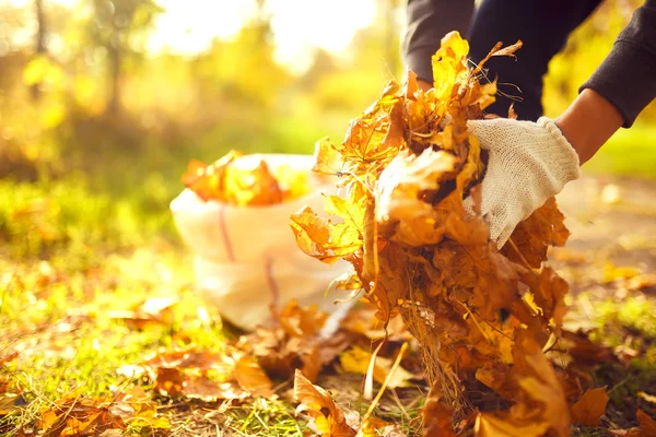 Giovane ragazzo pulisce foglie cadute — Foto Stock