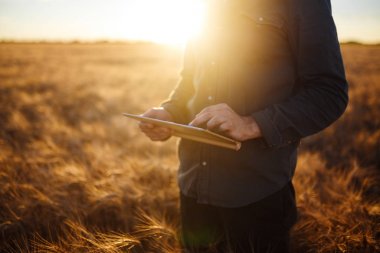 Bir avuç buğday taneleri buğday alanında tutan çiftçi yakın çekim elleri. Kopya alanı kırsal çayırda ufukta ayar güneş ışınlarının kapatmak yukarıya doğa fotoğraf fikir zengin bir hasat