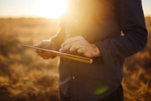 一个农夫的手在麦田里紧紧地抱着一把麦子 在乡村牧场的地平线上设置太阳光线的复制空间近自然照片的丰富收获的想法 — 图库照片