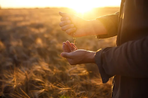 麦畑で小麦粒の一握りを持って農家のクローズ アップの手 コピー スペース農村草原の地平線上に設定太陽光線の写真をクローズ アップ自然豊かな収穫のアイデア — ストック写真