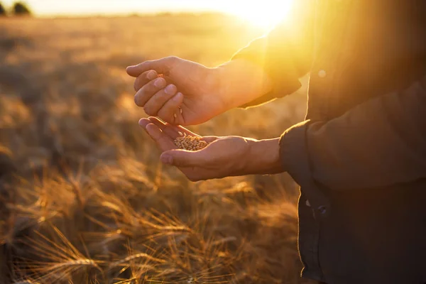 Handen Van Een Close Van Landbouwer Een Handvol Tarwe Granen — Stockfoto