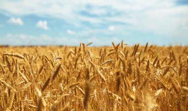 Günbatımı bulutlu, turuncu gökyüzü arka planında olgunlaşan sarı buğday tarlaları. Batan güneş ışınlarını kırsal çayırlara kopyala. Zengin bir hasat fikrinin doğa fotoğrafını çek.