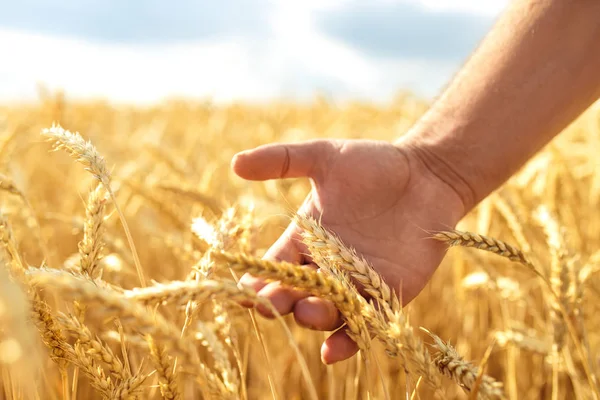 Пшеничная Капуста Руках Фермера Фермер Проходящий Полю Проверяет Урожай Пшеницы — стоковое фото