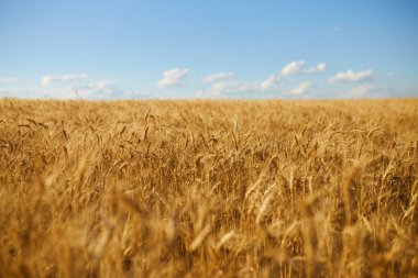 Günbatımı bulutlu, turuncu gökyüzü arka planında olgunlaşan sarı buğday tarlaları. Batan güneş ışınlarını kırsal çayırlara kopyala. Zengin bir hasat fikrinin doğa fotoğrafını çek.