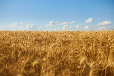 Günbatımı bulutlu, turuncu gökyüzü arka planında olgunlaşan sarı buğday tarlaları. Batan güneş ışınlarını kırsal çayırlara kopyala. Zengin bir hasat fikrinin doğa fotoğrafını çek.