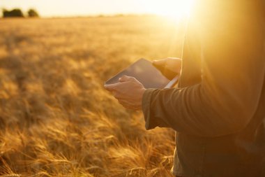 Buğday alan ilerleme kontrol, kırsal çayırda ufukta Internet.Copy alanı ayarı güneş ışınlarının kullanarak Tablet tutan çiftçi. Zengin hasat doğa fotoğraf fikir kapatmak