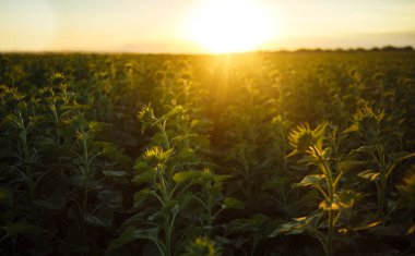 Güzel ayçiçeği Bahçe. Bir arka plan günbatımı üzerinde çiçek açan ayçiçeği tarlası. En iyi görünüm, ayçiçeği, bloom. Organik ve doğal çiçek arka plan. Güneşli tarım.
