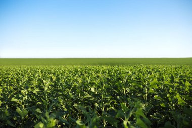 Güzel ayçiçeği Bahçe. Bir arka plan günbatımı üzerinde çiçek açan ayçiçeği tarlası. En iyi görünüm, ayçiçeği, bloom. Organik ve doğal çiçek arka plan. Güneşli tarım.