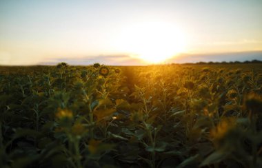 Güzel ayçiçeği Bahçe. Bir arka plan günbatımı üzerinde çiçek açan ayçiçeği tarlası. En iyi görünüm, ayçiçeği, bloom. Organik ve doğal çiçek arka plan. Güneşli tarım.