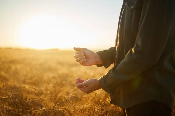 Mani Contadino Che Tiene Una Manciata Chicchi Grano Campo Grano — Foto Stock