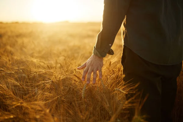 男子与他的背部的观众在麦田的一只手 在夕阳光的尖峰触摸 麦子在农夫的手里发芽 农民在田间检查小麦作物 — 图库照片