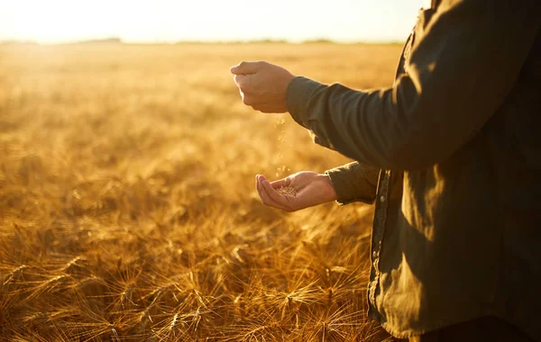 Bir Avuç Buğday Taneleri Buğday Alanında Tutan Çiftçi Yakın Çekim — Stok fotoğraf