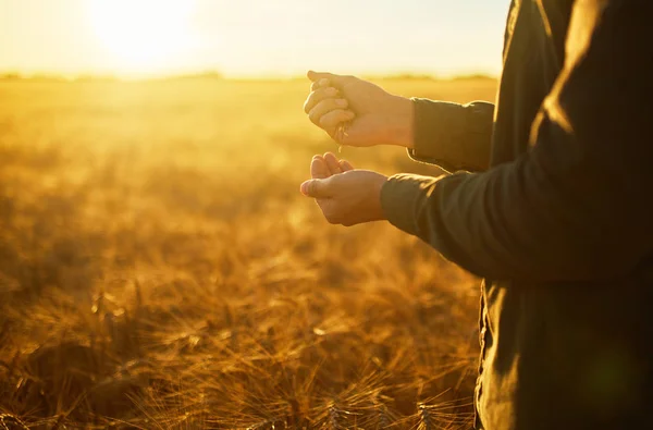 Bir Avuç Buğday Taneleri Buğday Alanında Tutan Çiftçi Yakın Çekim — Stok fotoğraf