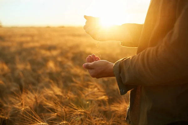 麦畑で小麦粒の一握りを持って農家のクローズ アップの手 田舎の草原の地平線上に設定太陽光線の領域をコピーします クローズ アップ自然写真アイデア豊富な収穫の — ストック写真