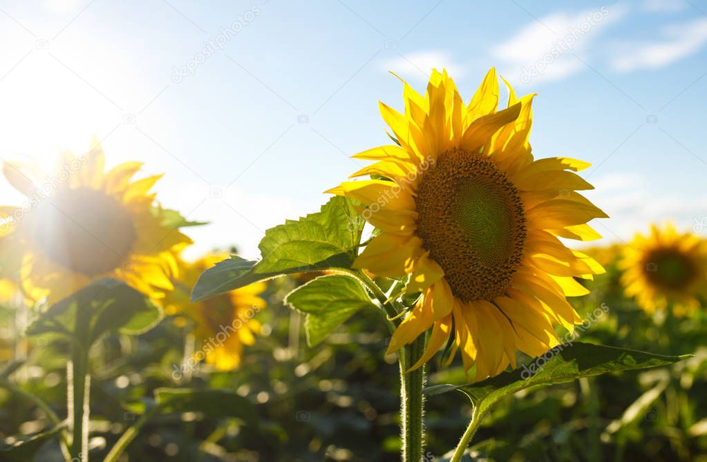 Schöne Sonnenblumen Garten Bereich Der Blühenden