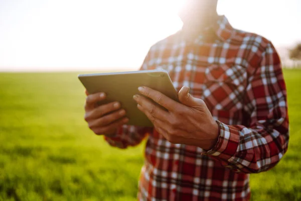 Elinde Dijital Tabletle Çiftçi Tarladaki Genç Buğdayın Durumunu Kontrol Ediyor — Stok fotoğraf