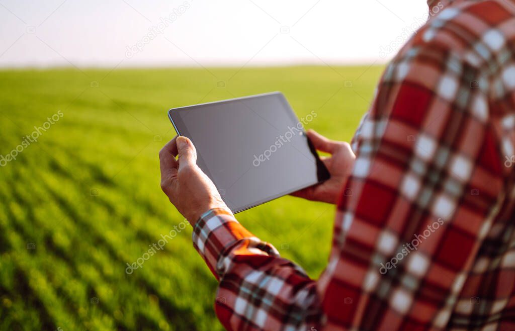 Farmer with a  digital tablet in his hands, checks the condition of young wheat in the field. Copy  space of the setting sun rays on horizon In rural meadow.  Rich Harvest.