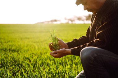 Genç buğday bir çiftçinin ellerinde filizlenir. Çiftçi tarlada genç buğday düşünüyor. Tarım sektörü kavramı.