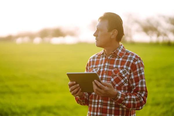 Çiftçi Gün Batımında Dijital Tabletle Çalışıyor Buğday Tarlasına Bakıyorum Tarım — Stok fotoğraf