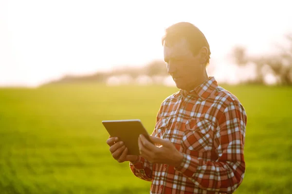 Agricoltore Che Lavora Con Tablet Digitale Campo Tramonto Controllo Campo — Foto Stock