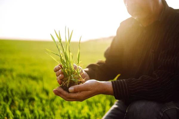 Young Wheat Sprout Hands Farmer Farmer Considers Young Wheat Field — Stock Photo, Image