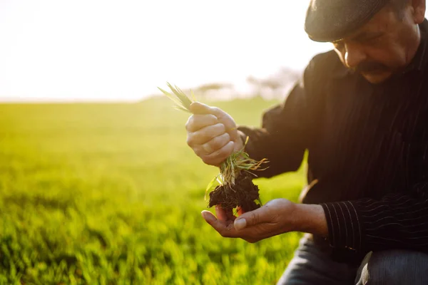 Young Wheat Sprout Hands Farmer Farmer Considers Young Wheat Field — Stock Photo, Image