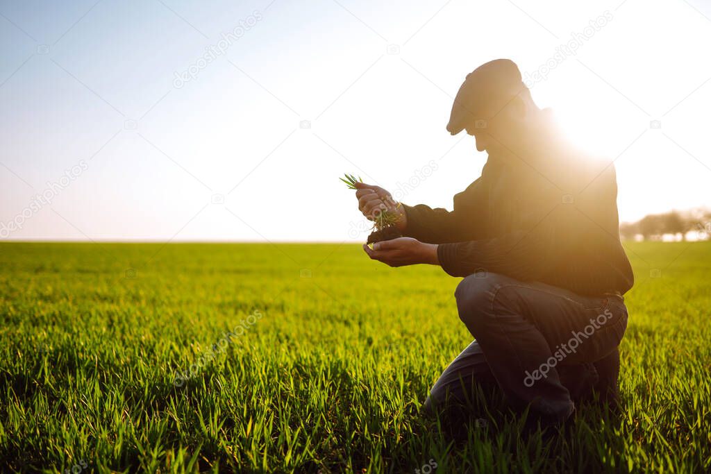 Young wheat sprout in the hands of a farmer. The farmer considers young wheat  in the field. The concept of the agricultural business.