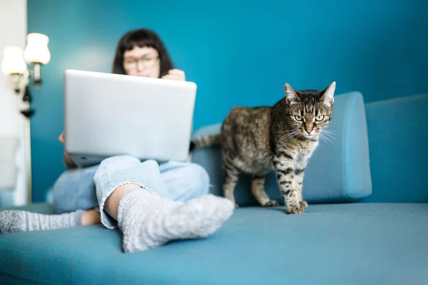 Freelancer Mulher Trabalhando Laptop Com Gato Sofá Casa Feminino Com — Fotografia de Stock